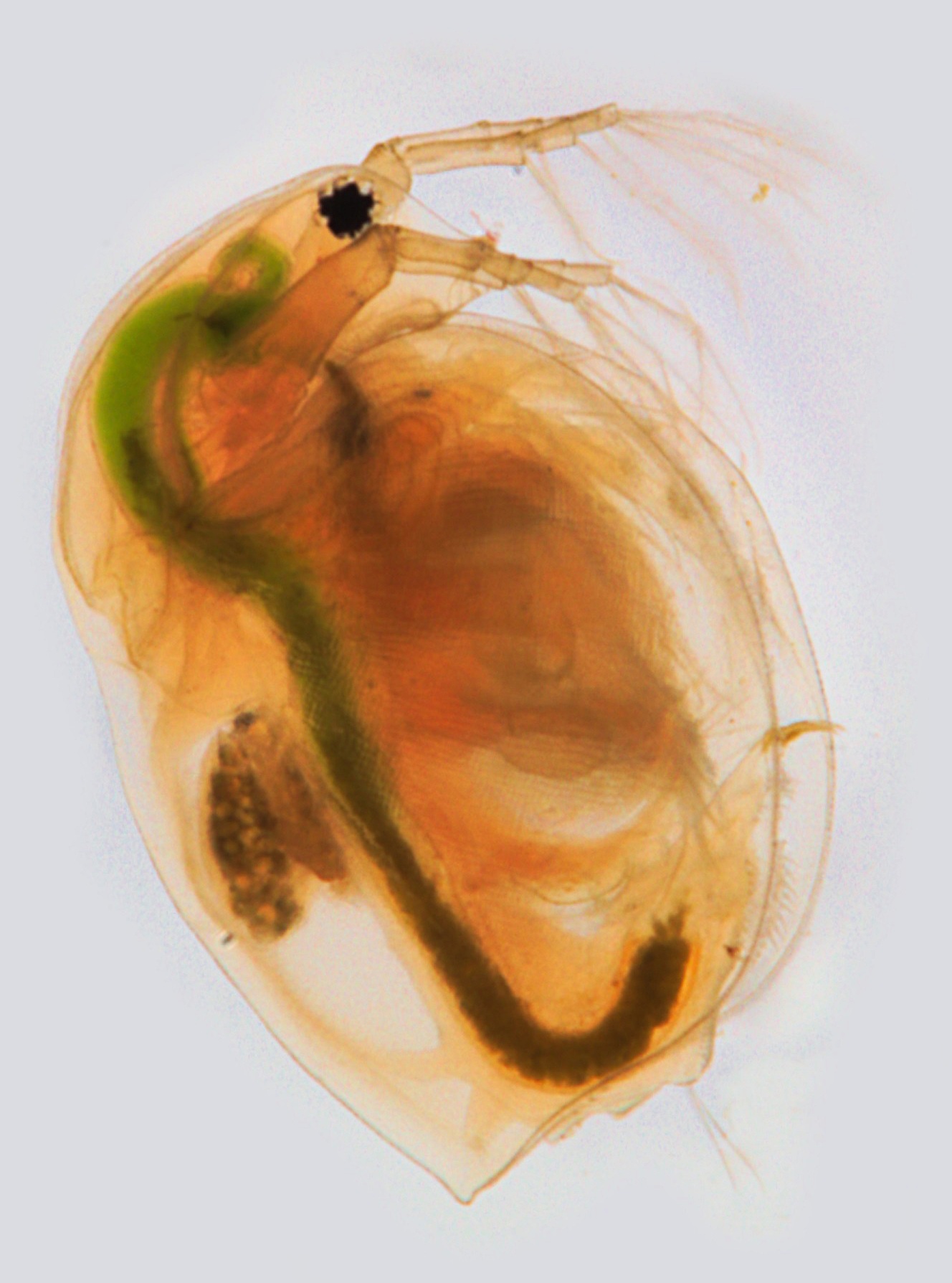 Abbildung 10: Wasserflöhe der Gattung Daphnia reagieren auf verschiedene Umweltchemikalien
und werden daher für Toxizitätstests verwendet. In Anwesenheit von Räubern durchlaufen einige Arten eine sogenannte
Zyklomorphose und verändern ihre Morphologie, indem sie einen Stachel und eine vergrößerte Kopfhaube ausbilden. Dadurch
werden die Wasserflöhe größer und können schlechter von Zooplankton gefressen werden. Es wurde gezeigt, dass Mikroplastik
diese Zyklomorphose stört. Womöglich verhindern Mikroplastik-Partikel die Wahrnehmung von Raubtieren die noch nicht näher
identifizierte Botenstoffe freisetzen, die von den Wasserflöhen registriert werden.