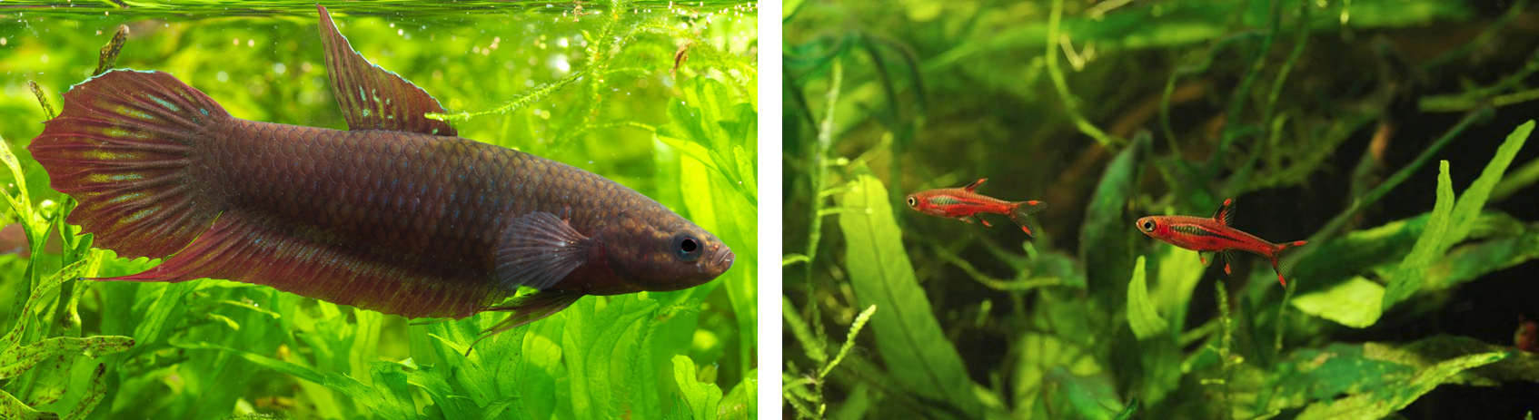 In den Schwarzwasser-Biotopen Südostasiens finden sich beliebte Aquarienfische wie
Betta coccina (links) und Boraras brigittae (rechts). 