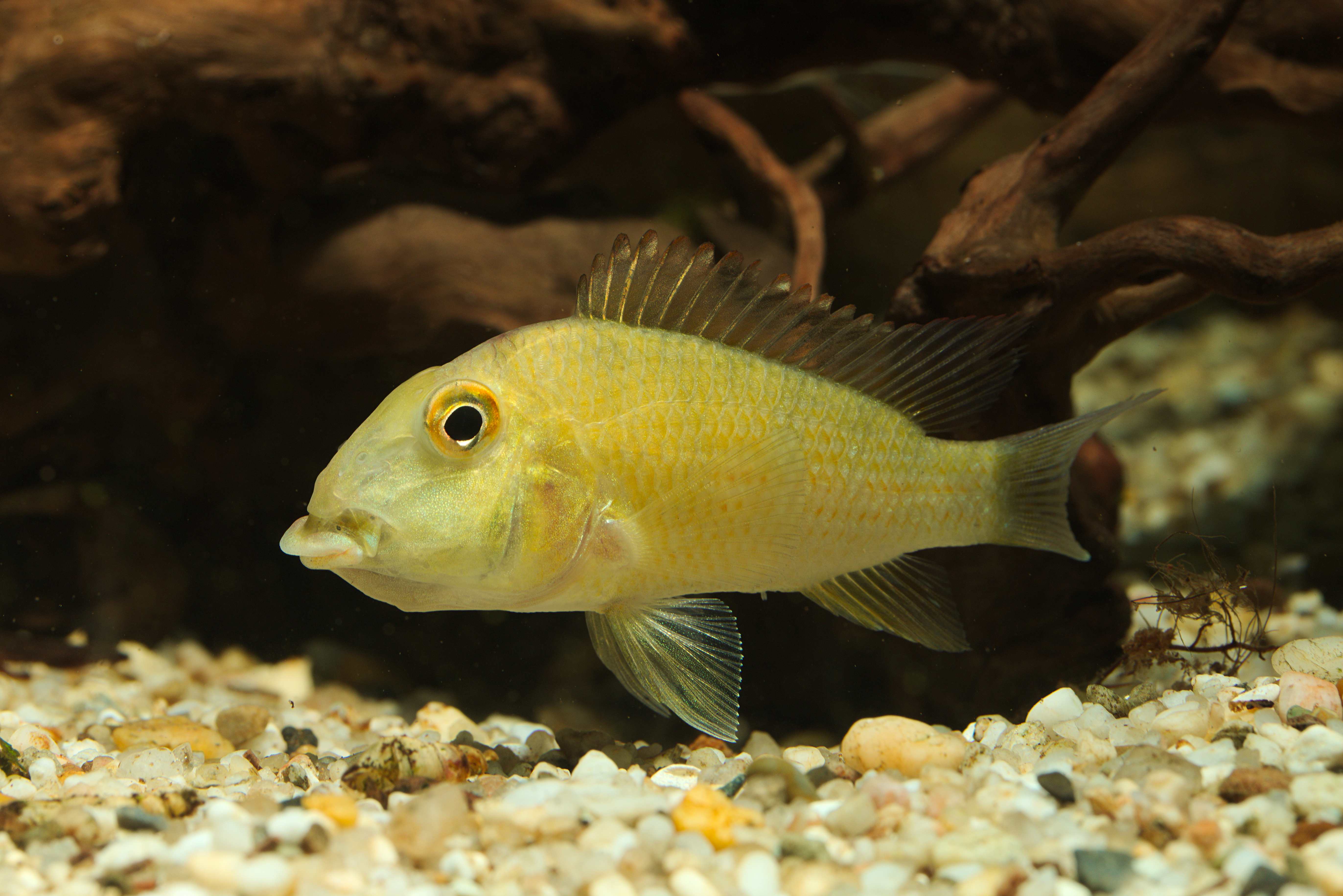 Abbildung 7: Weibchen von Geophagus steindachneri mit Jungfischen im Maul. Die Vitalität
der (brutpflegenden) Elterntiere trägt maßgeblich zum Zuchterfolg bei.